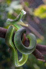 Green albolaris snake on branch from back view, closeup snake, green viper snake ready to attack