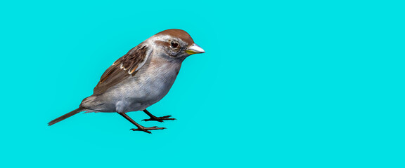 3d illustration of beautiful sparrow on color background 