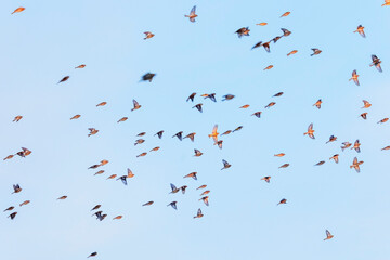 different birds fly in flock against blue sky