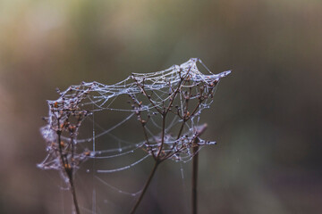 spider web full of dew drops
