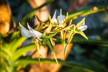 Orchid flower, rare species