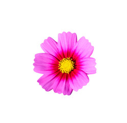 Dark pink cosmos bipinnatus flower with yellow pollen isolated on background , clipping path macro top view