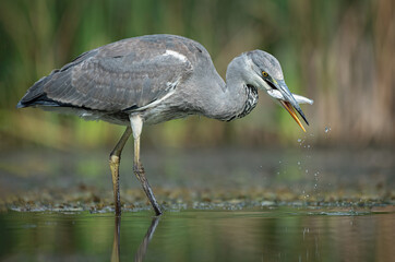A close up of a grey heron, Ardea cinerea, as it stands in the water fishing. It has caught a fish which is in its beak