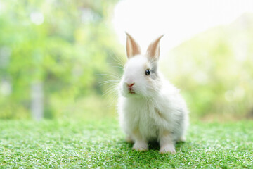 young adorable bunny sitting on green grasses background nature, fluffy rabbit, easter symbol