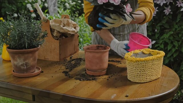 Gardening concept. Woman transplants balsam plant into ceramic pot in backyard garden. 