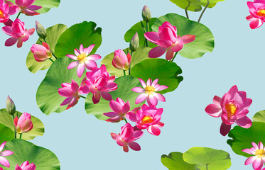 Seamless pattern with pink lotuses with large green leaves on a blue background.