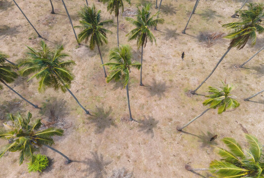 Aerial view of group of coconut palm tree plantation.