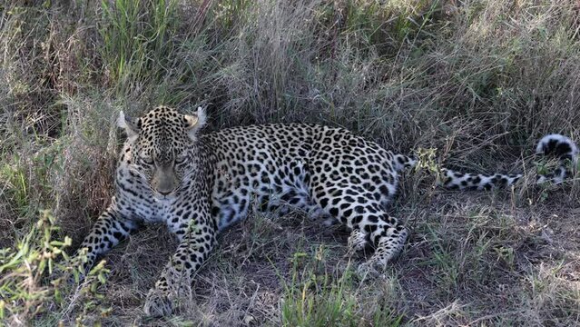 A very sleepy leopardess close up