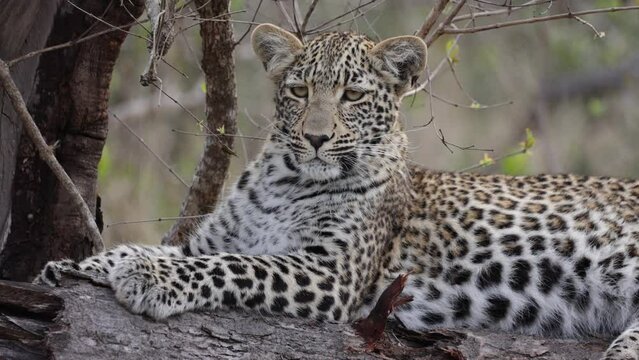  Close up of a leopard cub female