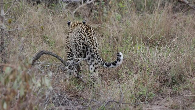 Leopardess disappearing into the bush