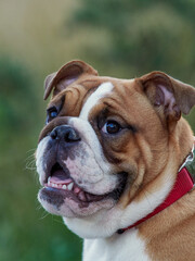 Funny english bulldog puppy playing in the park