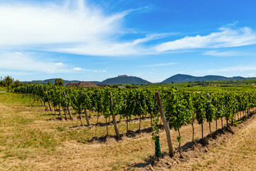 Fototapeta na wymiar Summer vineyards in Wachau valley. Lower Austria.