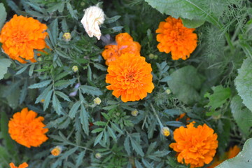 Marigold.