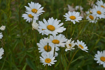 Daisies in the field.

