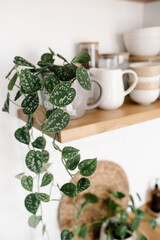 Kitchen shelves with plants, various white ceramic and glass jars. Open shelves in the kitchen. Kitchen interior ideas. Eco friendly kitchen, zero waste home concept