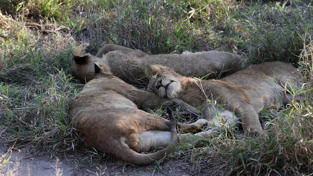 Sleeping lions in a shady spot