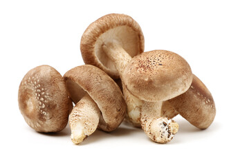 Shiitake mushroom on the White background 