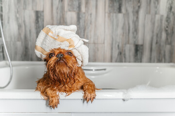 brussels griffon dog after bath with towel wrapped around head. High quality photo