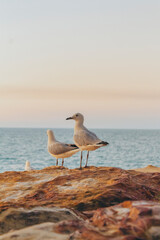 seagull on a rock