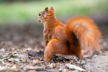 A squirrel jumps around the park looking for nuts.