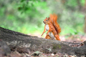 A squirrel jumps around the park looking for nuts.