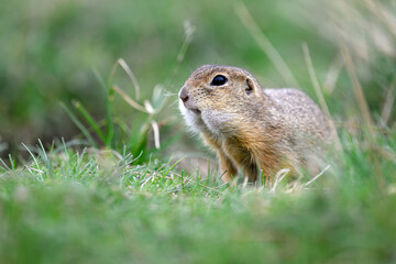 Naklejka na ściany i meble A ground squirrel peeks out of a hole in a green meadow and observes the surroundings.