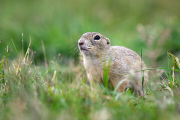 Naklejka na ściany i meble A ground squirrel peeks out of a hole in a green meadow and observes the surroundings.
