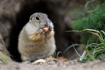 A ground squirrel peeks out of a hole in a green meadow and observes the surroundings.