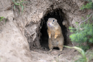 A ground squirrel peeks out of a hole in a green meadow and observes the surroundings.