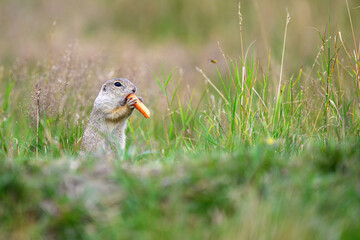 Myslel stands in the meadow holding a carrot which he nibbles and observes the surroundings.