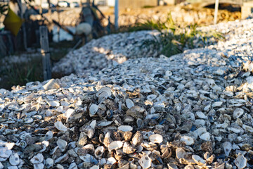 A large pile of oyster shells