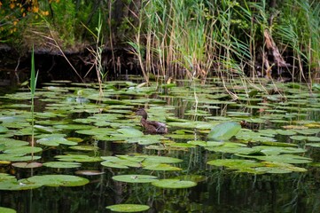 Ufervegetatin mit Seerosen - Nationalpark Mecklenburg Vorpommern