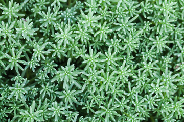 Close-up succulent photo, top view of Sedum hispanicum