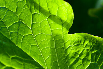 Natural macro photo background with green leaf with veins pattern