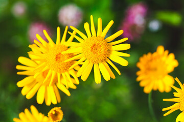 Yellow Dahlberg daisy flowers in summer garden,