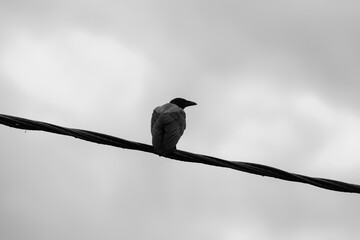 Fototapeta premium A crow is on a wire under gray cloudy sky