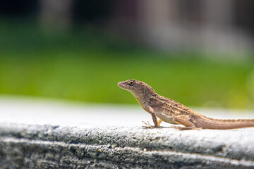 Anole lizard on stone