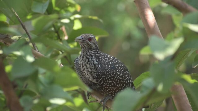 koel Bird Sitting on the tree Video. large and long-tailed cuckoo, black-billed koels sitting on tree. Nature view, Original .MOV Video not edited, Raw Video Photage