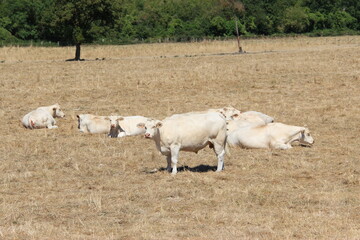 Troupeau de vaches	