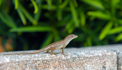 Anole lizard on stone