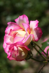 Rosa