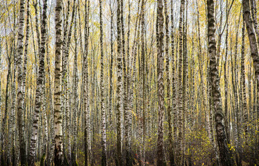 Birch tree trunks forest. Natural texture background