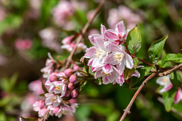 Abundant pink flowers of Weigela florida in mid May