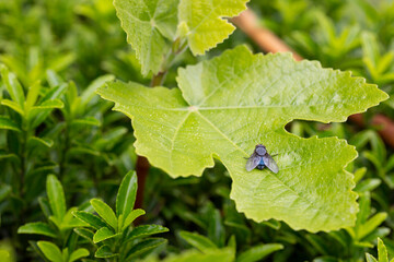 A beautiful green bottle fly or blow fly sitting on a leaf.