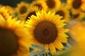 Sunflower - Helianthus annuus at sunset