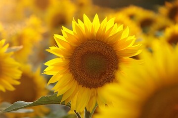 Sunflower - Helianthus annuus at sunset - 520500272