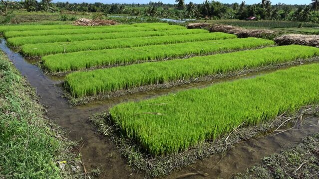 Young rice plants before putting in field, tilting up