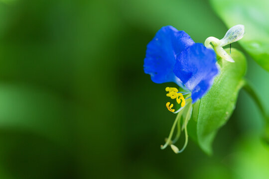 つゆ草 の画像 1 0 件の Stock 写真 ベクターおよびビデオ Adobe Stock