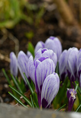 Closeup or macro of purple flowers during spring