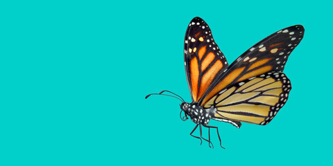 3d illustration 0f Monarch Butterfly on color background